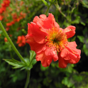 Nelkenwurz Bluete rot Geum chiloense 10
