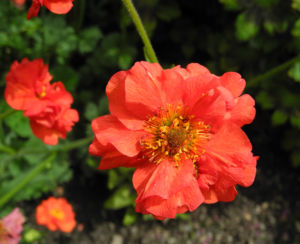 Nelkenwurz Bluete rot Geum chiloense 11