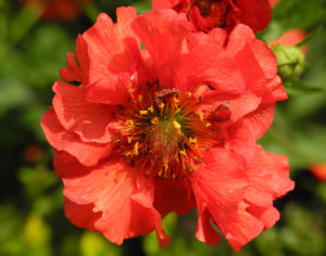 Nelkenwurz Bluete rot Geum chiloense 15