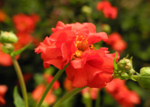 Nelkenwurz Bluete rot Geum chiloense 16