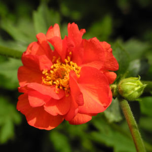 Nelkenwurz Bluete rot Geum chiloense 17