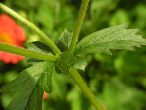 Nelkenwurz Staengel gruen Geum chiloense 01