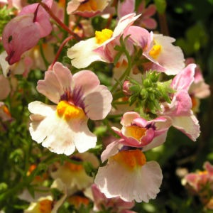 Nemesia Bluete orange bunt Nemesia cerulea 03