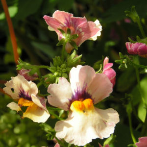Nemesia Bluete orange bunt Nemesia cerulea 04