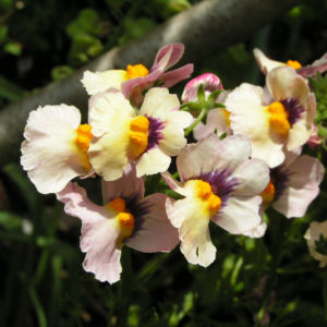 Nemesia Bluete orange bunt Nemesia cerulea 05