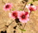 Zurück zum kompletten Bilderset Nepal Fingerkraut Blüte pink Potentilla nepalensis