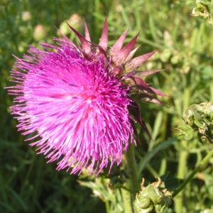 Nickende Distel Bluete pink Carduus nutans 01