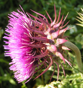 Nickende Distel Bluete pink Carduus nutans 03