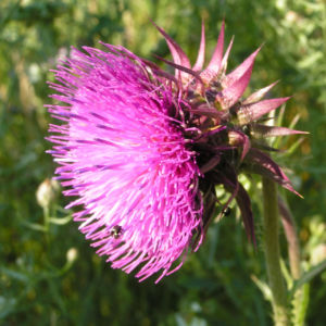 Nickende Distel Bluete pink Carduus nutans 05