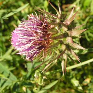 Nickende Distel Bluete pink Carduus nutans 06
