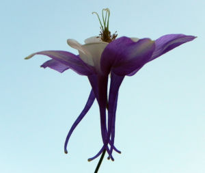Nordamerikanische Akelei Blute blau weiss Aquilegia caerulea 01