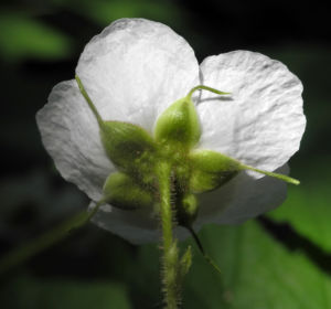 Nutka Himbeere Bluete weiß Rubus parviflorus 12
