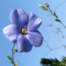 Zurück zum kompletten Bilderset Österreichischer Lein Blüte blau Linum austriacum