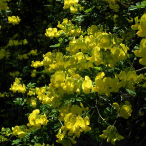 Oestlicher Strauch Hufeisenklee Bluete gelb Hippocrepis emerus 01