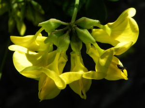 Oestlicher Strauch Hufeisenklee Bluete gelb Hippocrepis emerus 07