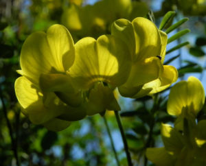Oestlicher Strauch Hufeisenklee Bluete gelb Hippocrepis emerus 08