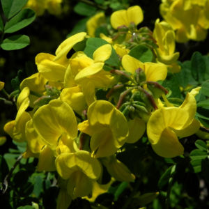 Oestlicher Strauch Hufeisenklee Bluete gelb Hippocrepis emerus 10