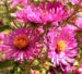 Zurück zum kompletten Bilderset Oktober Margerite Blüte pink Leucanthemella maximum