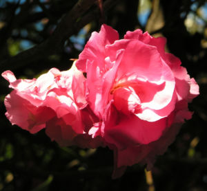 Oleander Strauch Bluete pink gefuellt Nerium oleander 01