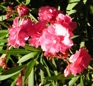 Oleander Strauch Bluete pink gefuellt Nerium oleander 03