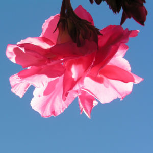 Oleander Strauch Bluete pink gefuellt Nerium oleander 07