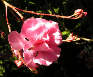 Oleander Strauch Bluete pink gefuellt Nerium oleander 09
