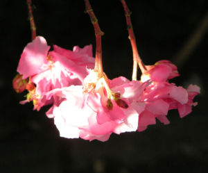 Oleander Strauch Bluete pink gefuellt Nerium oleander 12