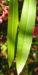 Zurück zum kompletten Bilderset Oleander Strauch Blüte pink gefüllt Nerium oleander
