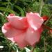Zurück zum kompletten Bilderset Oleander Blüte rosa Nerium oleander