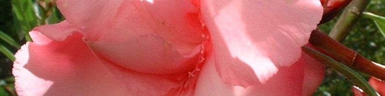 Anklicken um das ganze Bild zu sehen  Oleander Blüte rosa Nerium oleander