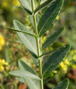 Olymp Johanniskraut Blatt gruen Hypericum olympicum 01