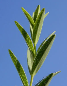 Olymp Johanniskraut Blatt gruen Hypericum olympicum 03