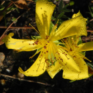 Olymp Johanniskraut Bluete gelb Hypericum olympicum 01