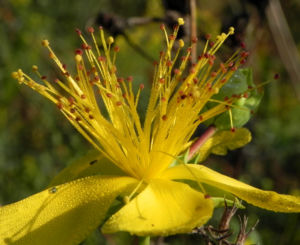 Olymp Johanniskraut Bluete gelb Hypericum olympicum 06