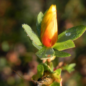 Olymp Johanniskraut Bluete gelb Hypericum olympicum 07