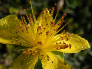 Olymp Johanniskraut Bluete gelb Hypericum olympicum 10