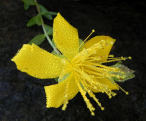Olymp Johanniskraut Bluete gelb Hypericum olympicum 15