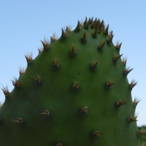 Opuntie Bluete gelb orange Opuntia ficus indica 04
