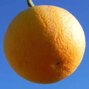 Orange Baum Blüte weiß Frucht Orange Citrus × Aurantium 03