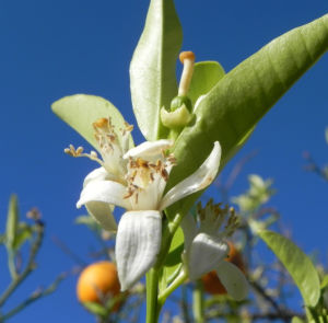 Orange Baum Blüte weiß Frucht Orange Citrus × Aurantium 06