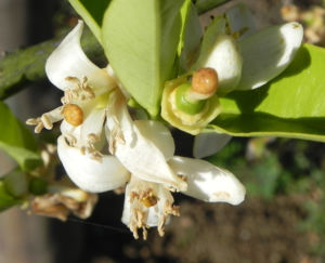 Orange Baum Blüte weiß Frucht Orange Citrus × Aurantium 07