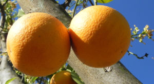 Orange Baum Blüte weiß Frucht Orange Citrus × Aurantium 08