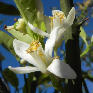 Orange Baum Blüte weiß Frucht Orange Citrus × Aurantium 14