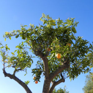 Orange Baum Blüte weiß Frucht Orange Citrus × Aurantium 15