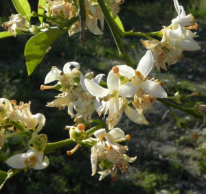 Orange Baum Blüte weiß Frucht Orange Citrus × Aurantium 16