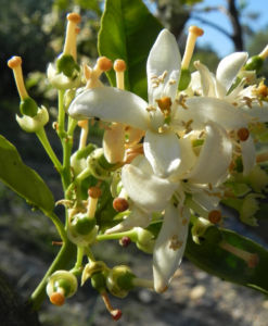Orange Baum Blüte weiß Frucht Orange Citrus × Aurantium 17