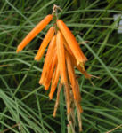 Orangefarbene Fackellilie Bluete orange Kniphofila triangularis 01