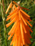 Orangefarbene Fackellilie Bluete orange Kniphofila triangularis 02