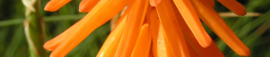Anklicken um das ganze Bild zu sehen  Orangefarbene Fackellilie Blüte orange - Kniphofila triangularis