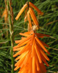 Orangefarbene Fackellilie Bluete orange Kniphofila triangularis 03